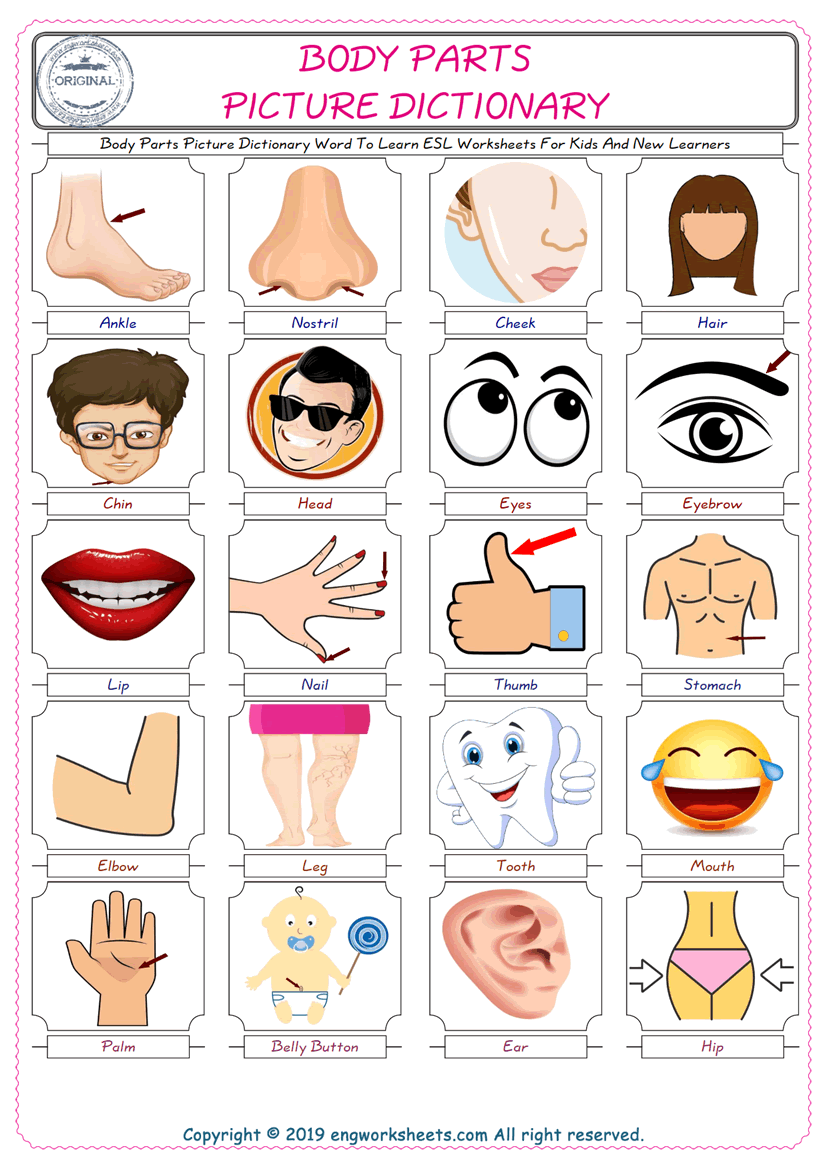  Body Parts English Worksheet for Kids ESL Printable Picture Dictionary 